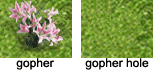 gopher.png