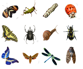 collecting_insects.png